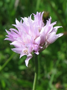 Allium geyeri